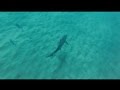 Diving with Dusky Whaler sharks at Shelly Beach in Manly, NSW Australia