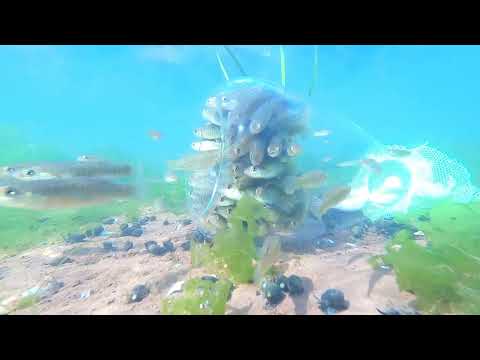 Real underwater full video.A lot of fish <strong>came</strong> into the trap