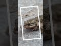 App zur Bestimmung von Tieren, Pflanzen und Pilzen | Tiergarten Schönbrunn #inaturalist