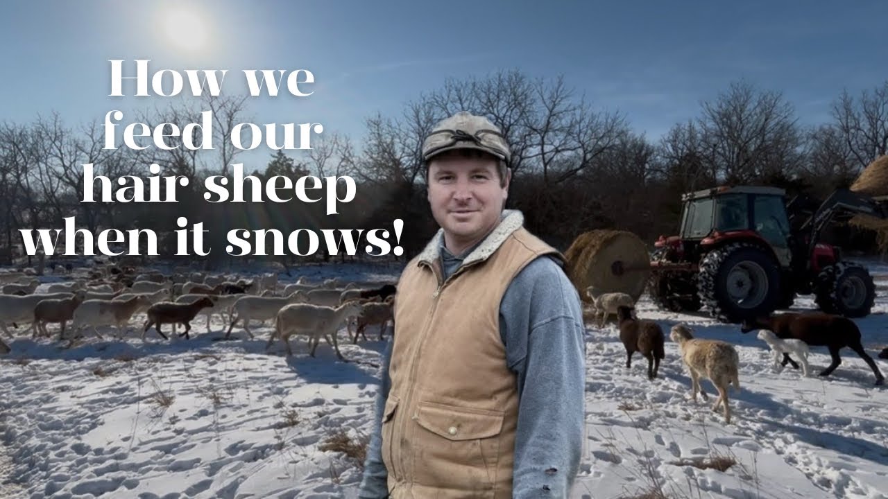We Only Feed Hay To Our Hair Sheep When It Snows! 