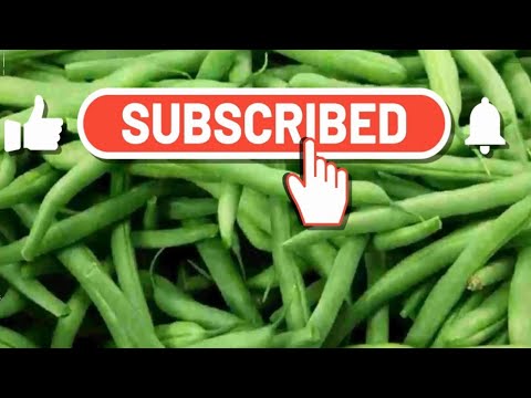 Vidéo: Propriétés Utiles Des Haricots Verts