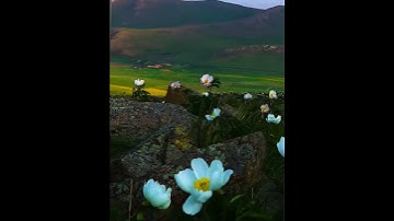 تلاوة رائعة ما تيسّر من سورة المائدة للشيخ محمد الفقية #يارب #القران #القاريء