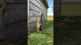 Pheasant x chicken hybrid hen