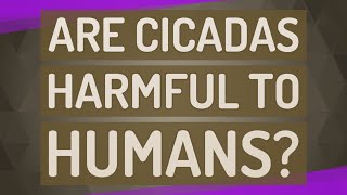 Download Lagu Are cicadas harmful to humans? MP3