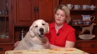 Glamour Gold golden retriever kennel Glamour Gold golden retriever kennel