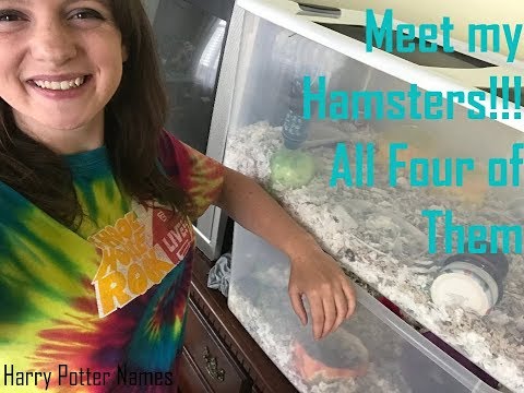 meet-my-hamsters-|-four-hamsters-|-names-revealed
