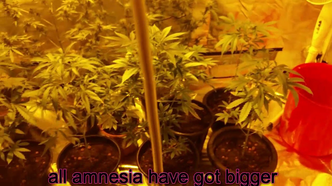 growing weed - autoflower grow 2017 part 12 (18+)