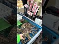Краб за 1000$