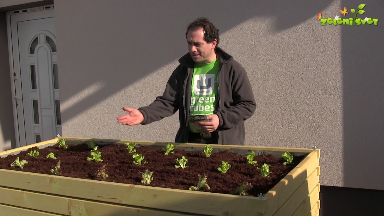 Prva spomladanska solata na visoki gredi