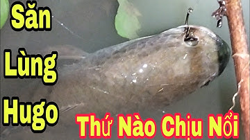 Lần Đầu Út Trải Nghiệm Cấm Câu Cá Lóc Mùa Nước Lũ Cá Dính Liên Tục||Góc Miền Tây 1
