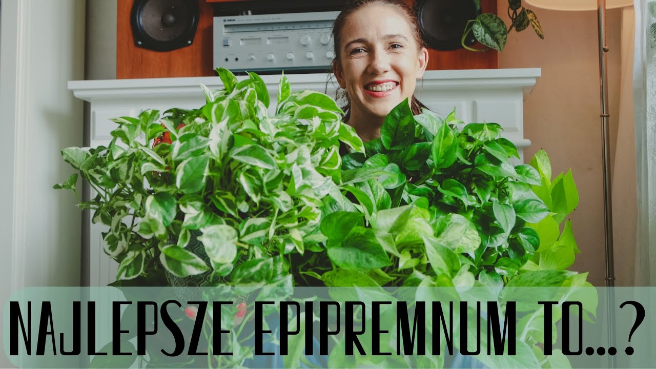 Epipremnum złociste, a może Marble Queen? Moje wnioski i porównanie po latach pnączomanii