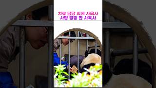 씨에사육사님 판사육사님 그리고 푸바오 #푸바오 #푸바오근황 #panda