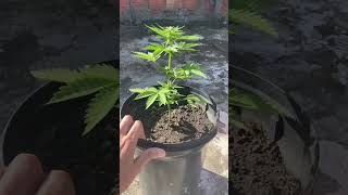 #cannabiscommunity #cultivo #viral #cannabiseducation #cannabisheals