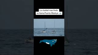 Puerto Madryn las mas linda y sus #ballenas