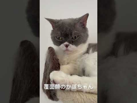 セルカークレックスのかぼちゃん　覆面猫