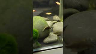 Download Lagu Hillstream Loach (Sewellia lineolata) Breeding Courtship Ritual Download Lagu Hillstream Loach (Sewellia lineolata) Breeding Courtship Ritual