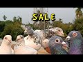 Garia ultimate quality pigeon loft visit and saidul bhai want to sale some pigeon