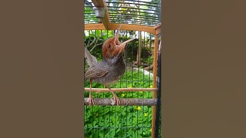 Prenjak Gacor, Suara Lantang Manggil Lawan#prenjakGacor