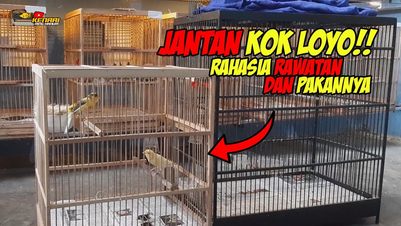 JANTAN ANTI LOYO || INI DIA RAWATAN DAN PAKAN YANG BAGUS AGAR PEJANTAN SELALU NGISI
