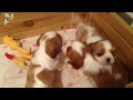 Puppies Cavalier King Charles Spaniel. Film 3. Цуценята Кавалер Кінг Чарльз Спанієль. фільм 3.