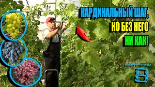 видео: ЗАЧЕМ ДЕЛАЮ ПРЕДВАРИТЕЛЬНУЮ ОБРЕЗКУ ВИНОГРАДА? СЕВЕРНЫЙ ВИНОГРАДНИК 25-33 картинка: ЗАЧЕМ ДЕЛАЮ ПРЕДВАРИТЕЛЬНУЮ ОБРЕЗКУ ВИНОГРАДА? СЕВЕРНЫЙ ВИНОГРАДНИК 25-33