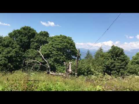 მრავალძალი.რაჭა❤️