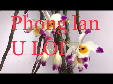 Phong lan u lồi. sơn cầm | Foci