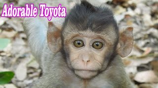 Updating!! Wow...Toyota still cute and Adorable best baby 2020 | Toyota grow up fast and healthy