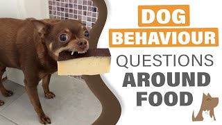 Dog Language: Questions Around Food