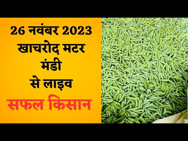 खाचरोद मटर मंडी से लाइव। 26 नवंबर 2023