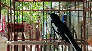 Download Lagu PANCINGAN kacer ngeplong bikin kacer APASAJA supaya ikut bunyi langsung nyaut gacor! MP3