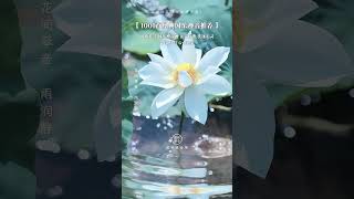 太極養生古琴曲《夏荷風舞》花間琴音，雨潤靜蓮。# 國樂#禪音#修心修行#五音療愈#國風古韻靜心純音樂 #純音樂 #輕音樂 #音樂分享