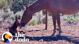 Rescued Wild Horse Gives Birth To A...😍 | The Dodo