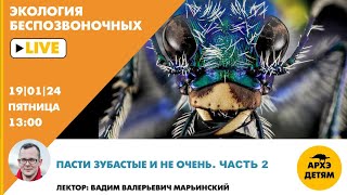 видео: Занятие картинка: Занятие