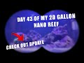 Day 42 Reef Tank Update