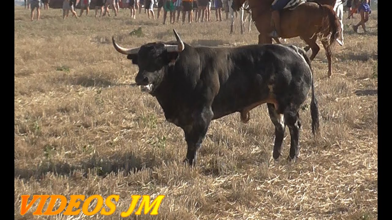 Galapagos..Primer Encierro Campo 2023