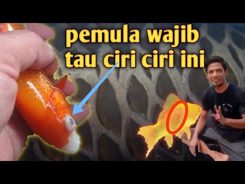 CIRI CIRI ikan koi yang SAKIT || dan bagaimana kita bisa tau ikan koi itu sakit.???