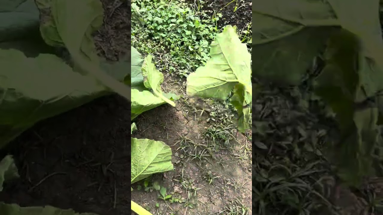 大年初六網室巨型南瓜，剪除老病葉，噴葵無露抑制白粉病