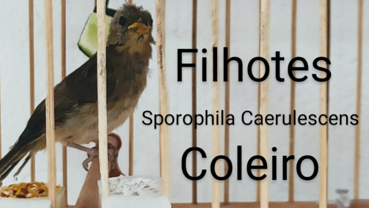 SEPARANDO FILHOTES DE COLEIRO COM 30 DIAS DE VIDA 