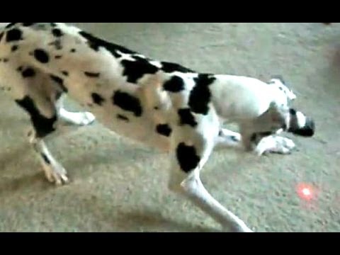 Funny Dogs Chasing Laser Pointers Compilation 2014 [NEW] - YouTube