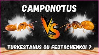 Annonce , départ de la colonie  ( COMPARAISON ) Camponotus fedtschenkoi Vs Camponotus turkestanus .