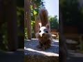 Adorable chipmunk  #nature #Boston #park #usa