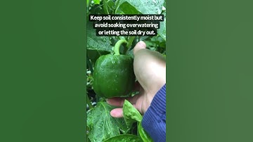 Why your pepper plants drop flowers 😤 #shortsvideo #shorts #tutorial #harvest #summer #gardening