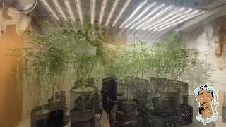 Faceded Canna | Exotic Genetix | Dipz | Sayless | Red Runtz S1 | Timelapse | Chop Day |