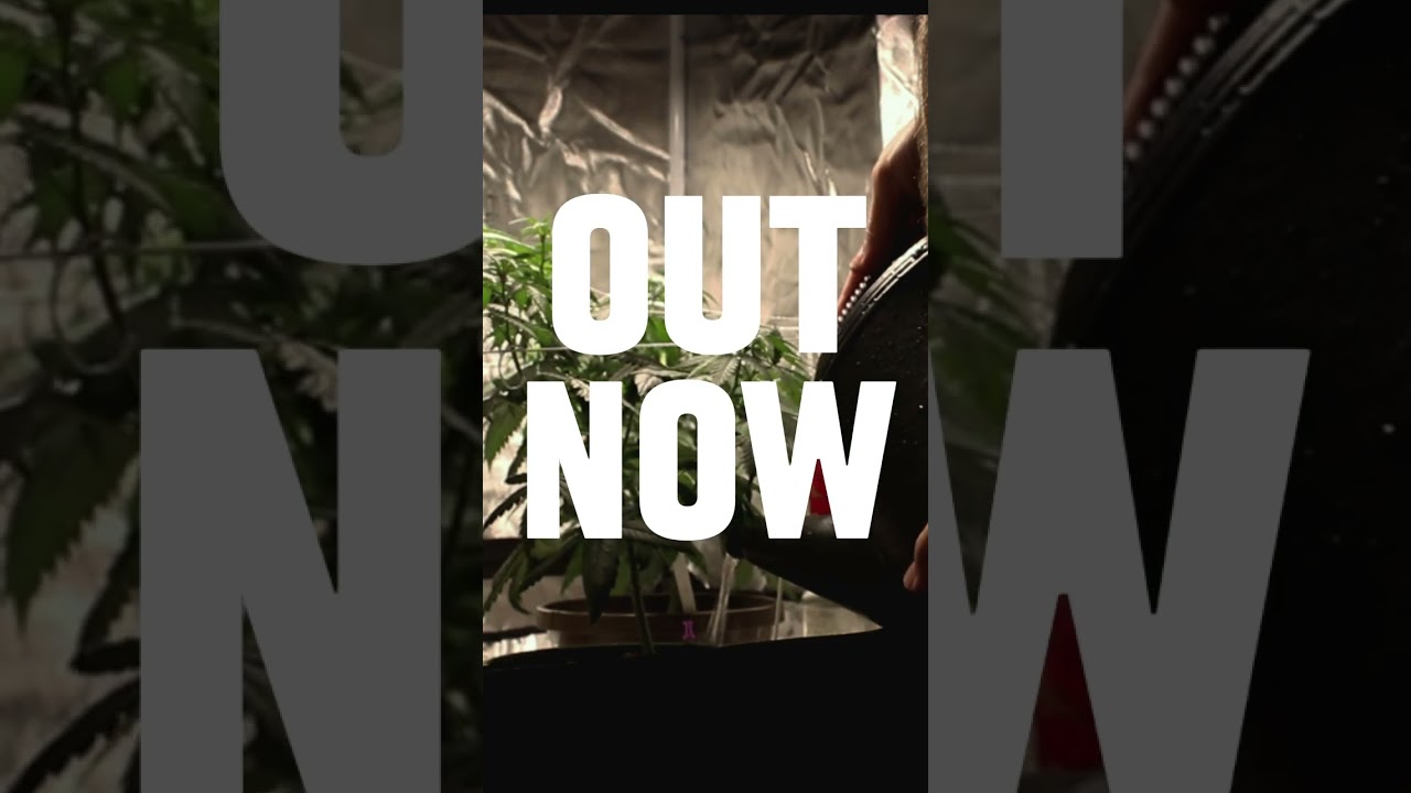 Video on HOW I USE A TRELLIS TO MAXIMIZE MY CANNABIS YIELD OUT NOW! 