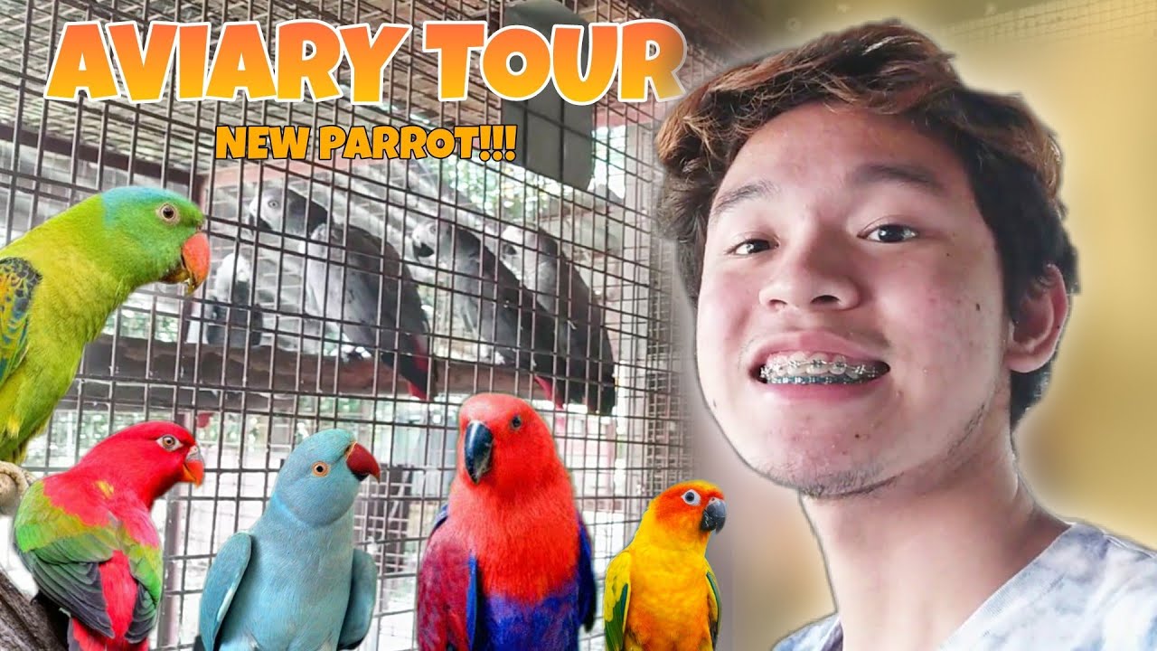 NEW PARROT + AVIARY TOUR!!! - YouTube