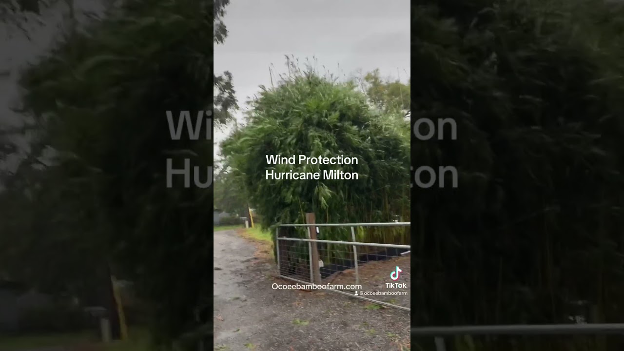 Wind Protection Hurricane milton - protect carports from wind - protect sheds