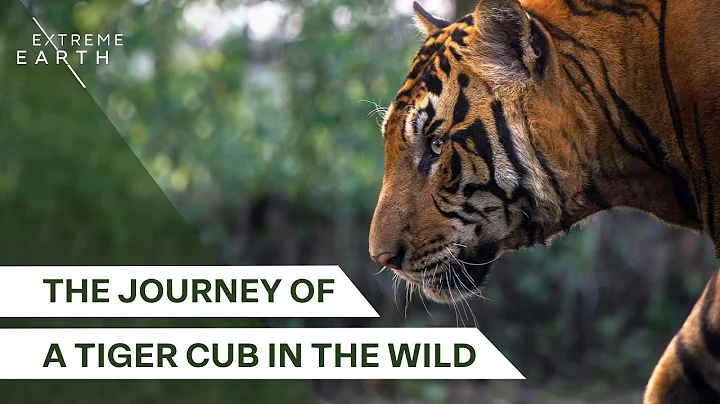 A Father’s Legacy in the Tiger Kingdom | Forest Tigers thumbnail