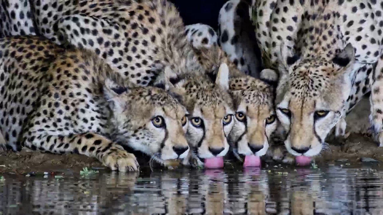 Gorgeous Cheetahs Take a Water Break