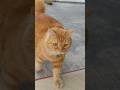 Kucing Gemoy Lucu Menggemaskan